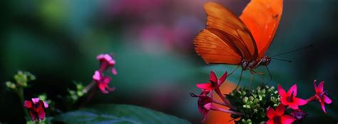 Beautiful Butterfly On Flower Fb Cover Ocean in 2024 | Facebook cover ...