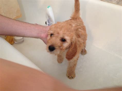 Goldendoodle Bath Time Goldendoodle Bath Time Bath