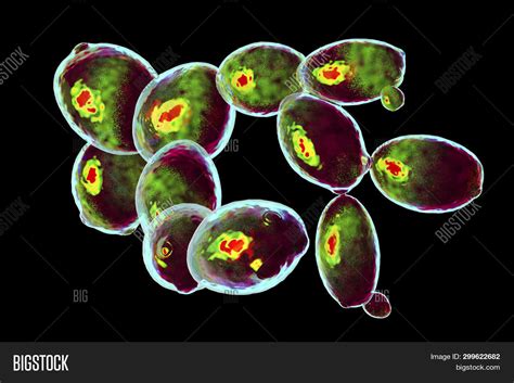 Saccharomyces Cerevisiae Microscope