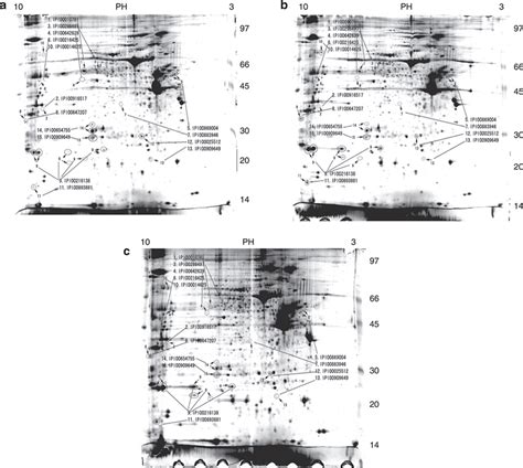 Two Dimensional Gel Electrophoresis 2de Analysis Of The Proteomic Download Scientific Diagram