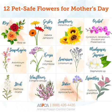 Your Guide To A Pet Safe Mothers Day Bouquet Aspca