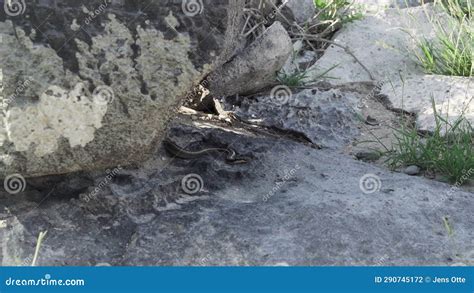 Galapagos Racer Pseudalsophis Biserialis Galapagos Islands Stock