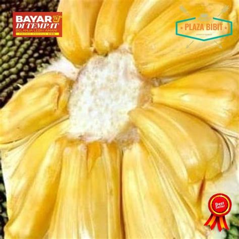 Bibit Nangka Madu Super Plazabibit Sentra Tanaman Buah Buahan Pendek