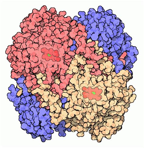 過氧化氫酶 Catalase 當月的分子 PDBj 入門