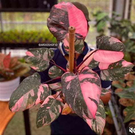 Jual Tanaman Hias Philodendron Pink Princess Philo Pink Princes