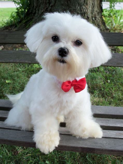 Maltese puppy | Maltese haircut, Maltese dogs haircuts, Dog haircuts