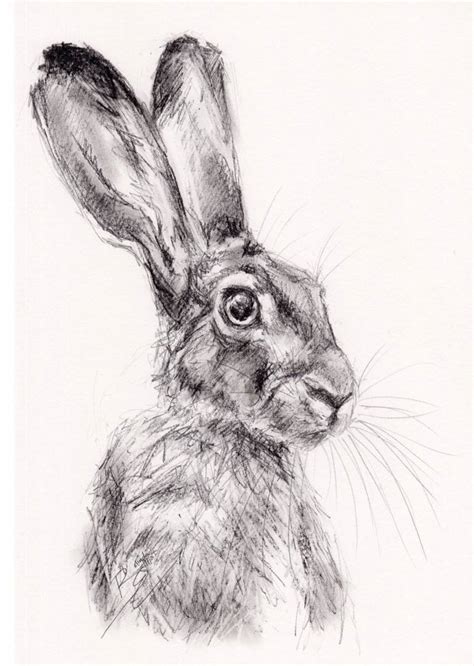 Graphite Study of a Hare Drawing by Belinda Elliott | Saatchi Art