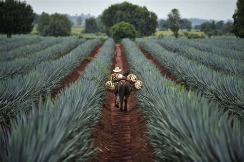 Agave bleu du Mexique Tous ses secrets revélés dans notre guide