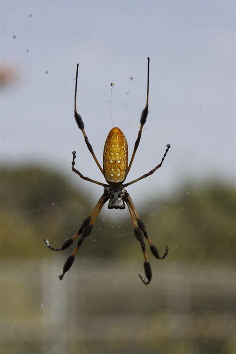 Black And Yellow Spider Free Stock Photo Public Domain Pictures