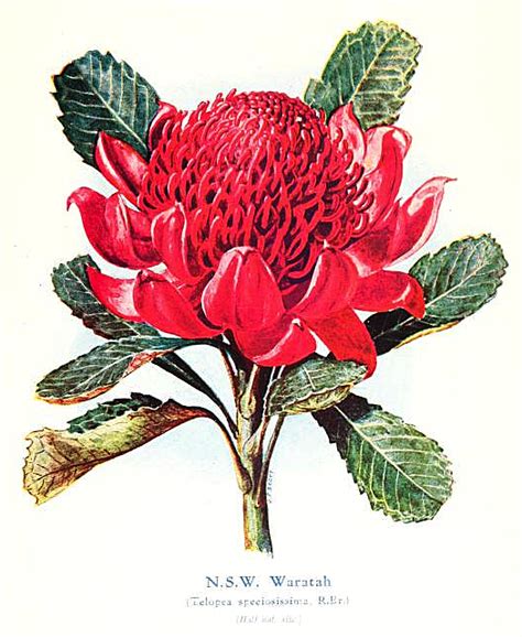 Waratah Flower | Free Vintage Art