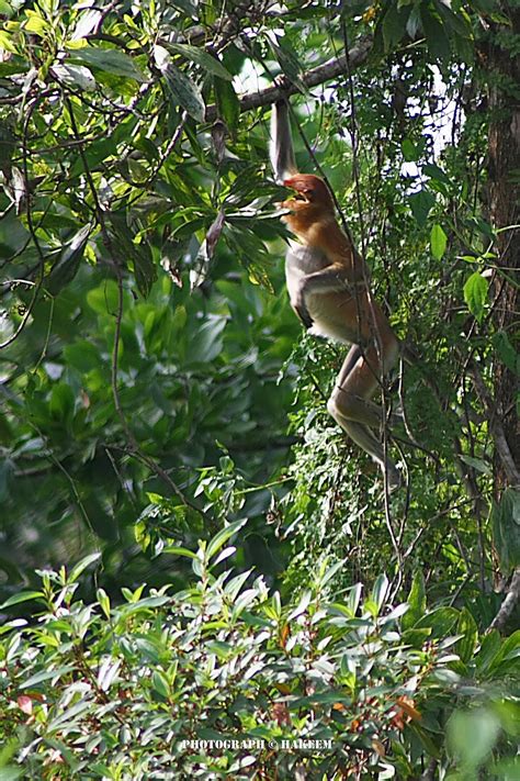 Photo 102 : Bekantan | BEKANTAN -WILD INDONESIA