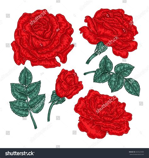 Hand Drawn Red Rose Flowers Leaves Stock Vector Royalty Free 602523305 Shutterstock