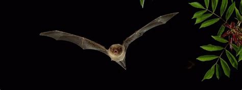 New Long Fingered Bat Species Discovered In India Sri Lanka