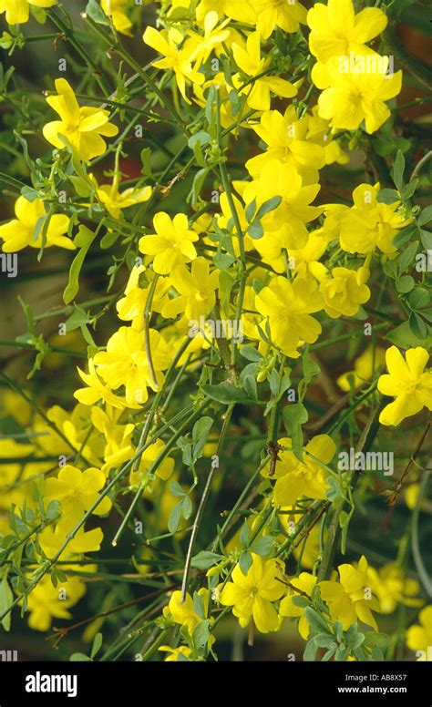 primrose jasmine, Japanese jasmine (Jasminum mesnyi), blooming Stock ...