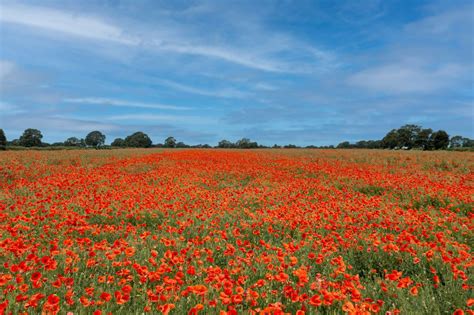 Corn Poppy Papaver Rhoeas Naturescape Wildflowers