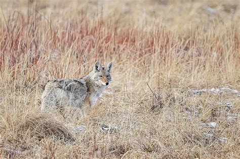 Wiley Coyote Photograph By Ed Stokes Fine Art America