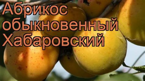 Абрикос обыкновенный Хабаровский 🌿 обзор: как сажать, саженцы абрикоса ...