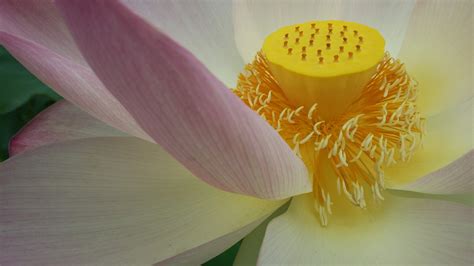 Lotus Flower Symbol Of Peace | Best Flower Site