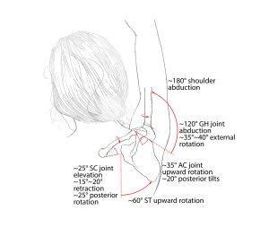 The Scapulohumeral Rhythm | Yin Yoga