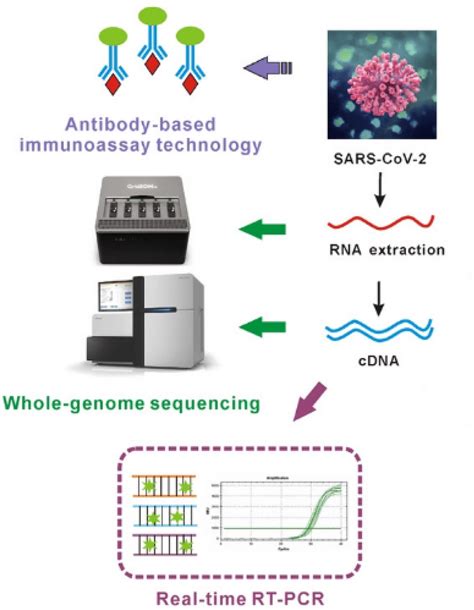 Schematic Illustration Of The Rt Pcr Assay Reprinted By Permission Download Scientific Diagram