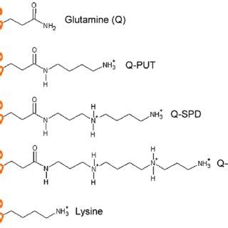 Schematic Representation Of Polyamine Modifications Transglutaminase