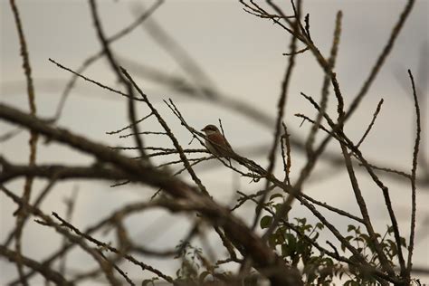 Pie Gri Che Corcheur Lanius Collurio Domaine Des Oiseaux Flickr