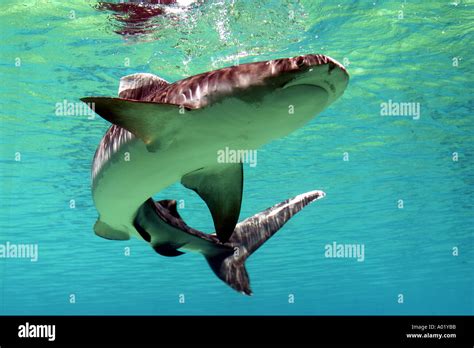 Tiger shark at Shark Bay Sea World Gold Coast QLD Australia Stock Photo - Alamy