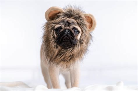 Premium Photo Funny Portrait Cute Funny Pug Dog In Lion Carnival