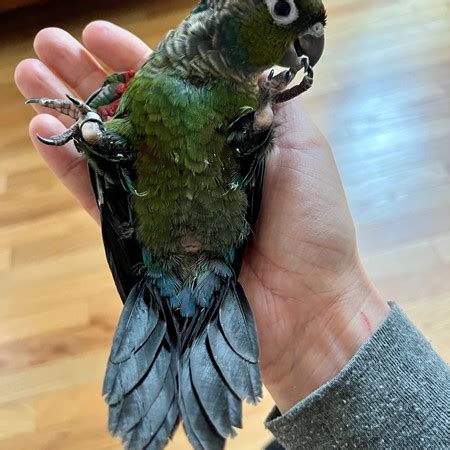 Crimson Bellied Conure 204083 For Sale In Gainesville VA