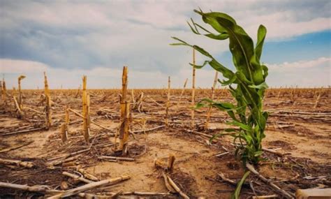 Agricultura E Impactos Das Mudan As Clim Ticas