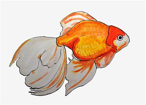 Pulling Prints Drawing A Day 79 Goldfish Watercolour