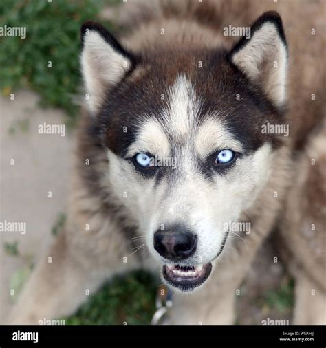 White Alaskan Malamute Blue Eyes