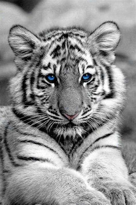 Baby White Tiger Wallpaper With Blue Eyes