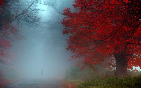 Wallpaper Sunlight Landscape Forest Fall Nature Red Road Green Blue Morning Mist