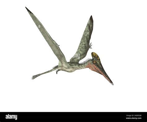 Pterodactyl Pterosaur Computer Illustration Of A Pterodactylus Sp