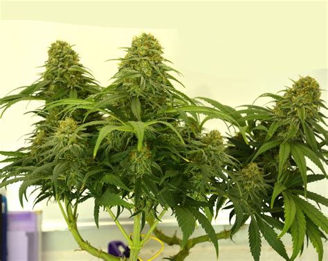 Royal Queen Seeds White Widow Grow Diary Journal Harvest By