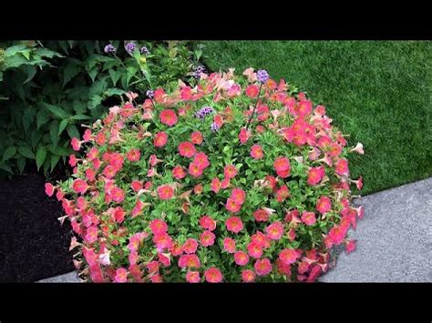 Container Garden Tour Ideas For Flower Pot Planting YouTube