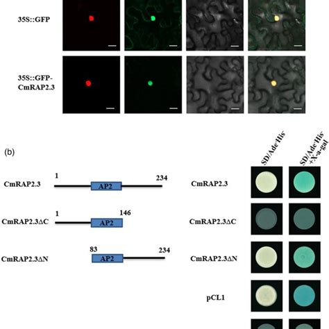 Cmrap23 Subcellular Localization And Transcriptional Activation A Download Scientific