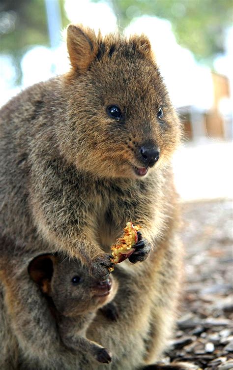 Quokka Pet : Quokka | Cute animals, Australian animals, Quokka / If you are ever lucky enough to ...