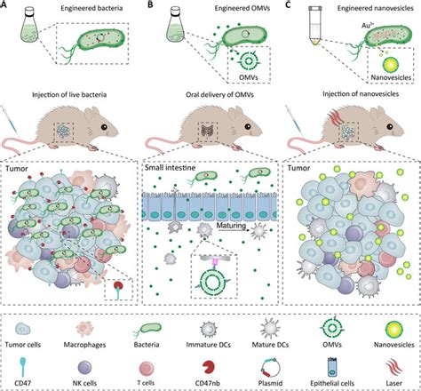 engineering bacteria   derivatives  cancer immunotherapy