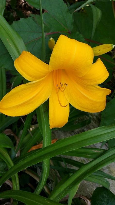 Pin By Rhonda Proffitt On Daylilies Yellow Flowers Daylilies Flowers