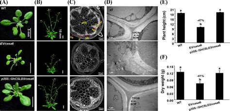 Plant Growth Phenotypes And Cell Wall Observations In The Mature Plants