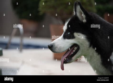 Male Husky Hi Res Stock Photography And Images Alamy