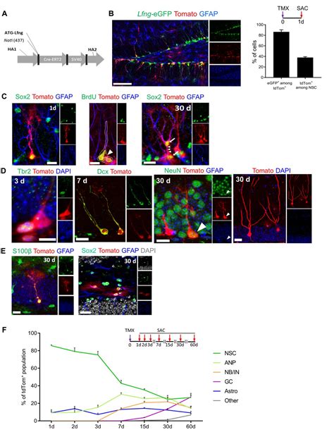 Figures And Data In Lunatic Fringe Mediated Notch Signaling Regulates