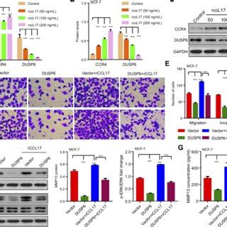 Ccl Knockdown In Cafs Inhibited Bc Cell Proliferation Migration And