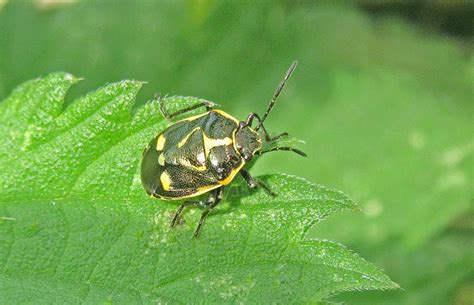 Brassica Shieldbug Gedling Conservation Trust Nottingham