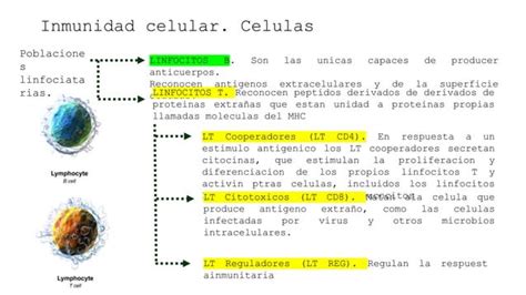 Introducci N Al Sistema Inmunitario Pptx