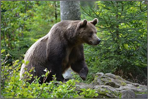 Какво да правим при нежелана среща с мечка? | WWF