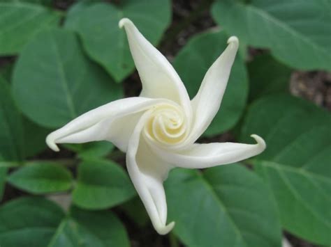 Moon Flower The Scent At Night When They Bloom Is Intoxicating