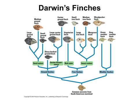 biology chapter  powerpoint    id